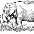 dibujos para pintar elefante (3)