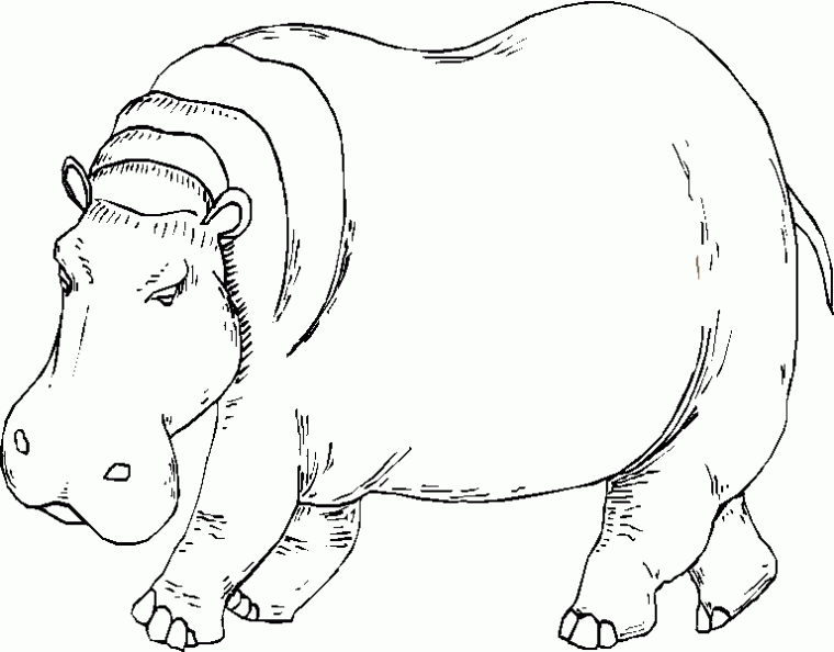 dibujos colorear hipopotamo (7).gif