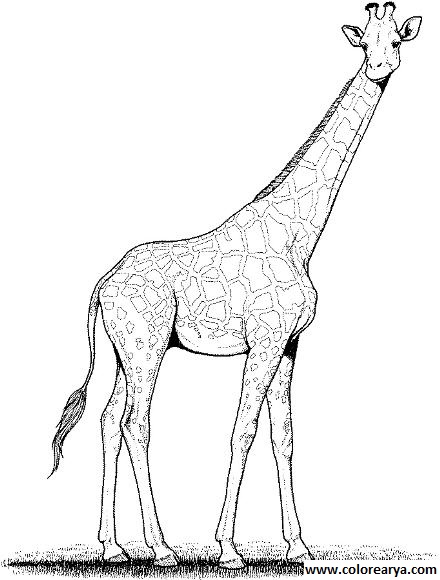 dibujos colorear jirafa (4).jpg