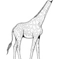 dibujos colorear jirafa (4)