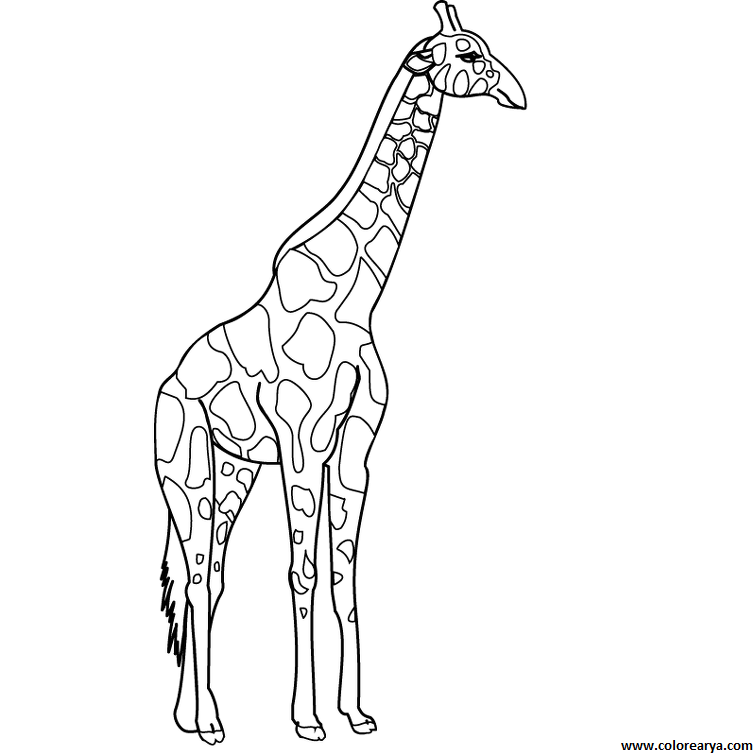 dibujos colorear jirafa (6)