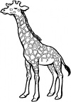dibujos colorear jirafa (10)