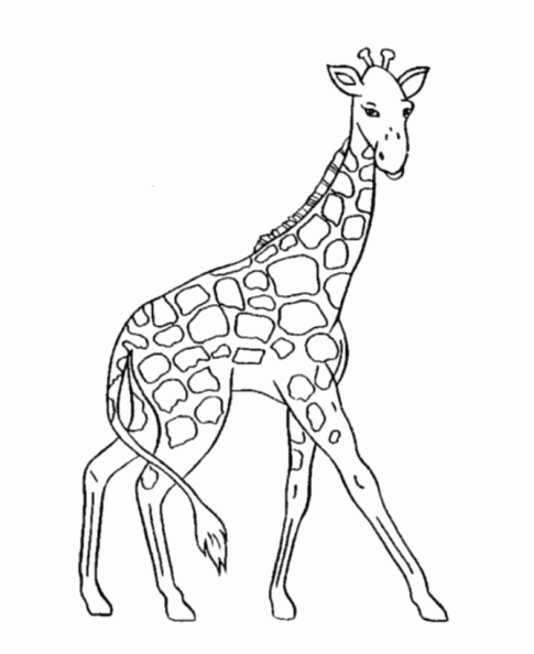 dibujos colorear jirafa (31).gif