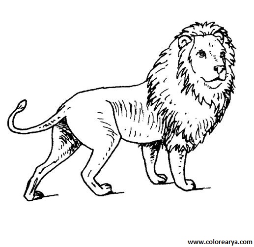 dibujos para pintar leon (4).jpg