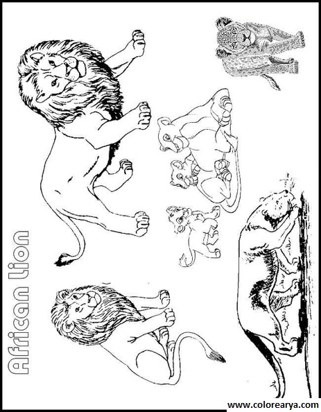 dibujos para pintar leon (6)