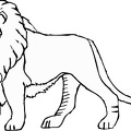 dibujos para pintar leon (8)