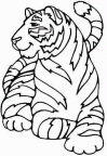 imagenes colorear  tigre (2)