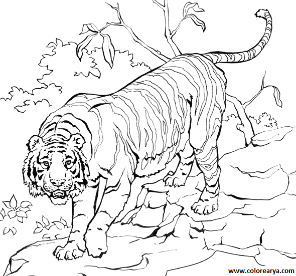 imagenes colorear  tigre (3).png