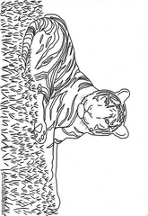 imagenes colorear  tigre (3)