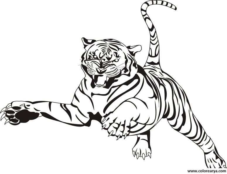 imagenes colorear  tigre (5)