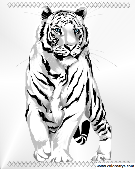 imagenes colorear  tigre (5)