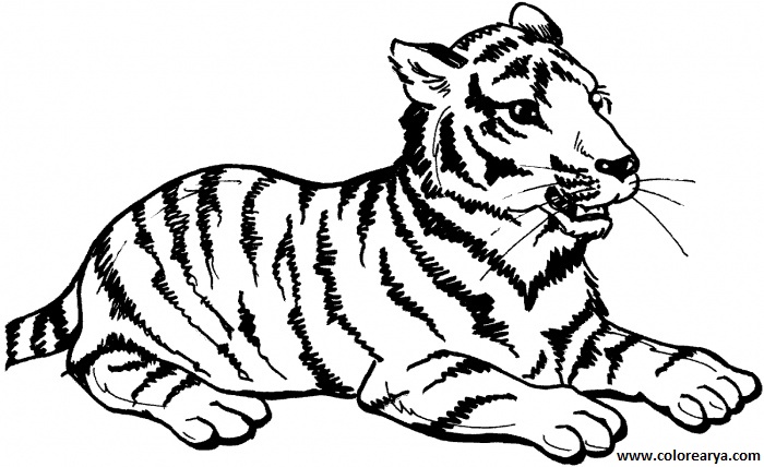 imagenes colorear  tigre (11)