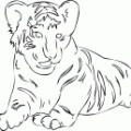 imagenes colorear  tigre (58)