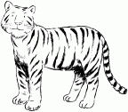 imagenes colorear  tigre (59)