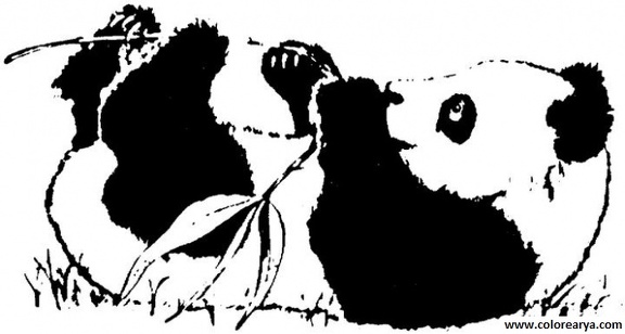 dibujos colorear oso (13)