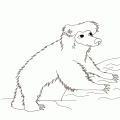 dibujos colorear oso (16)