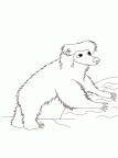 dibujos colorear oso (16)