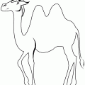colorear camello (4)