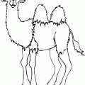 colorear camello (5)