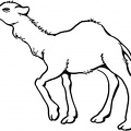 colorear camello (6)