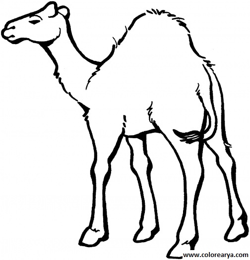 colorear camello (8)