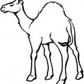 colorear camello (8)