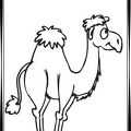 colorear camello (7)