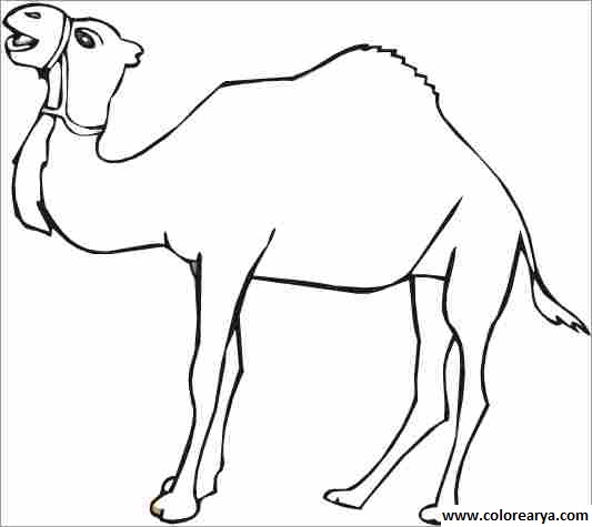 colorear camello (8).jpg