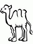 colorear camello (11)