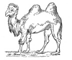 colorear camello (16)