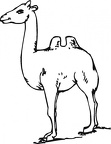 colorear camello (21)