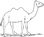 colorear camello (22)