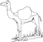 colorear camello (23)