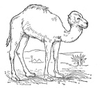 colorear camello (26)