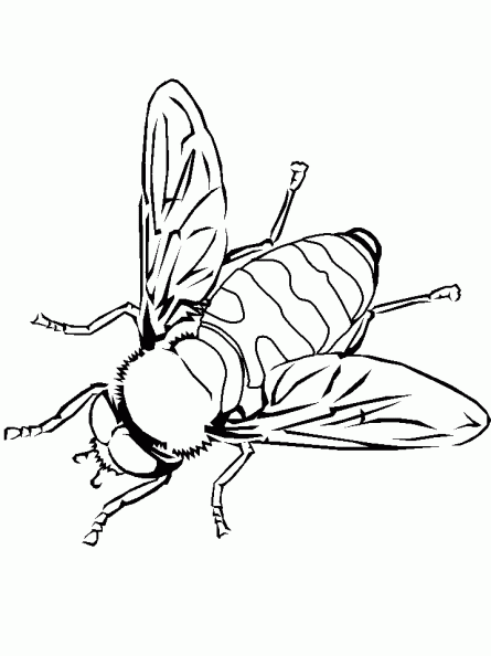 dibujos colorear abeja (12).gif