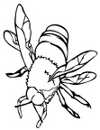 dibujos colorear abeja (22)