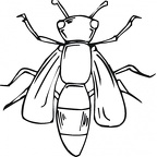dibujos colorear abeja (37)