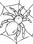 imagenes pintar araña (18)