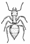 colorear hormiga (6)