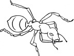 colorear hormiga (13)
