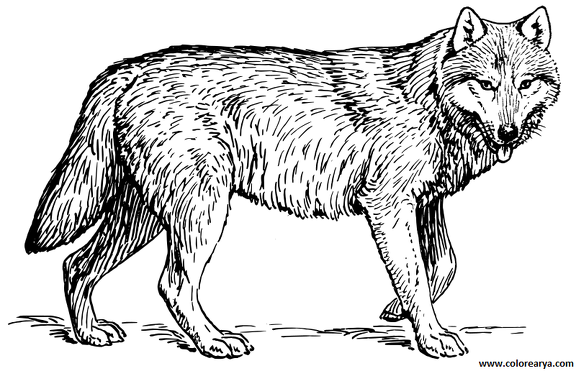 dibujos colorear lobo (3)