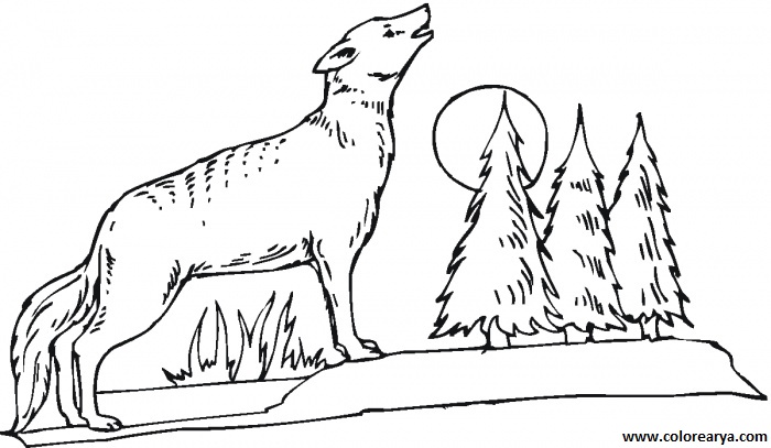 dibujos colorear lobo (5).gif