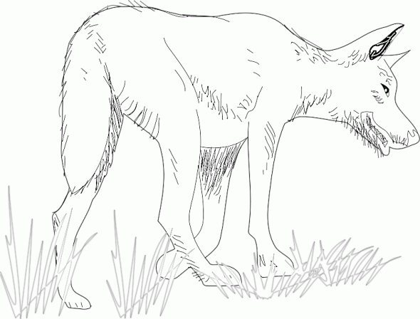 dibujos colorear lobo (7).gif