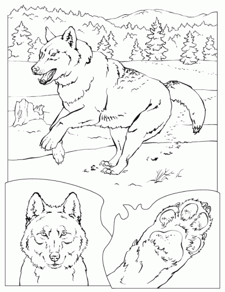 dibujos colorear lobo (16).gif