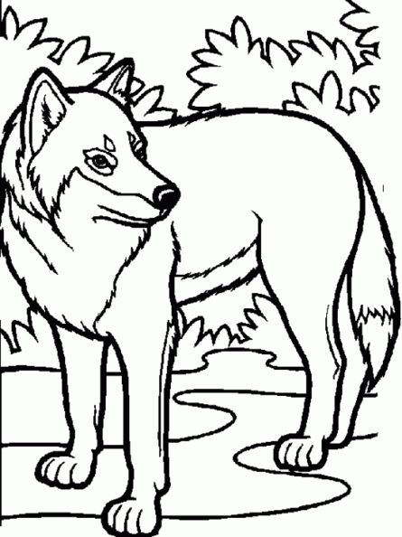 dibujos colorear lobo (21).gif