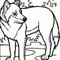 dibujos colorear lobo (21)