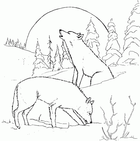 dibujos colorear lobo (22).gif