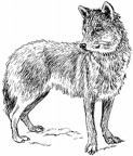 dibujos colorear lobo (36)