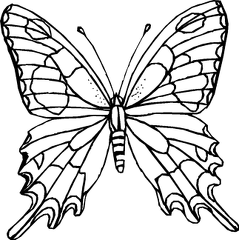 dibujos pintar mariposa (3)