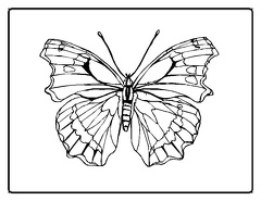 dibujos pintar mariposa (5)